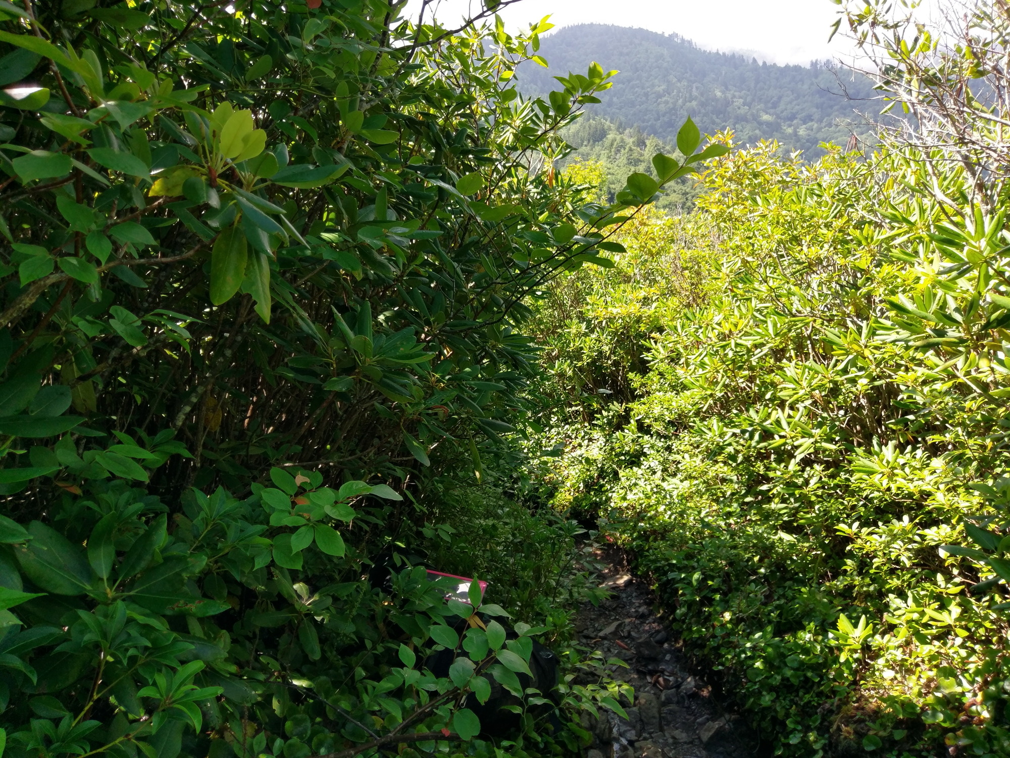 Plot Code: GRSM_AA_0391_4