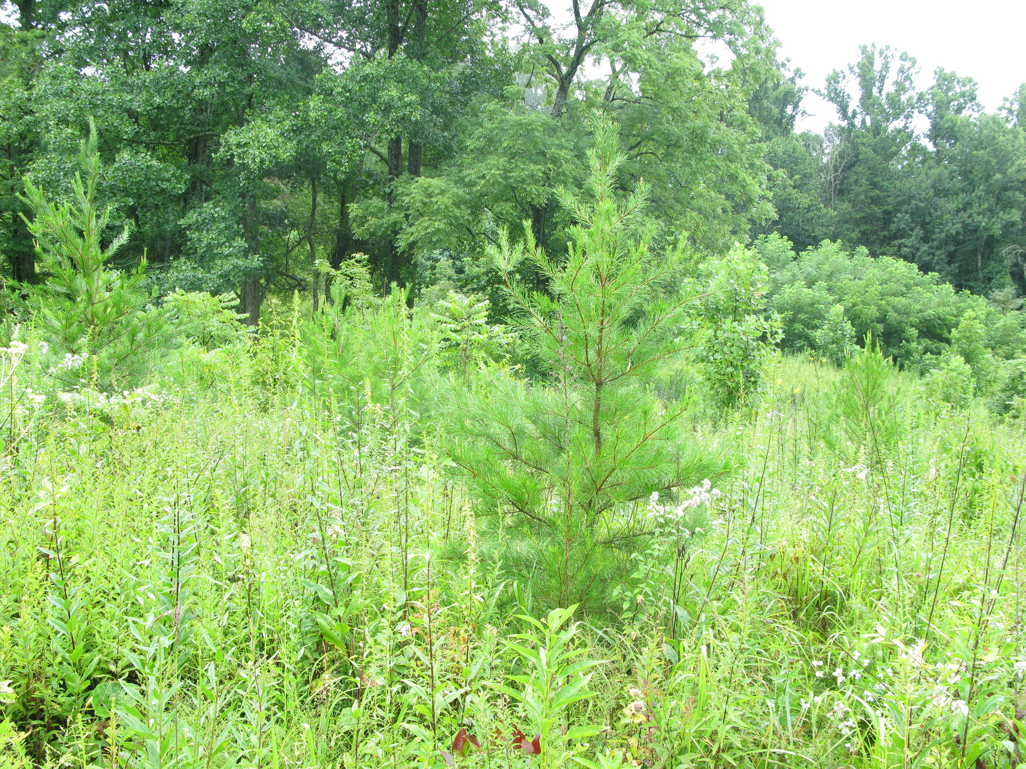 Plot Code: GRSM_AA_0653_4