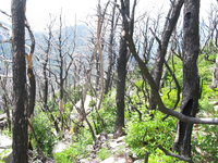 GRSM Accuracy Assessment. Plot Code: GRSM_AA_0840_5