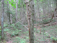 GRSM Accuracy Assessment. Plot Code: GRSM_AA_0923_3