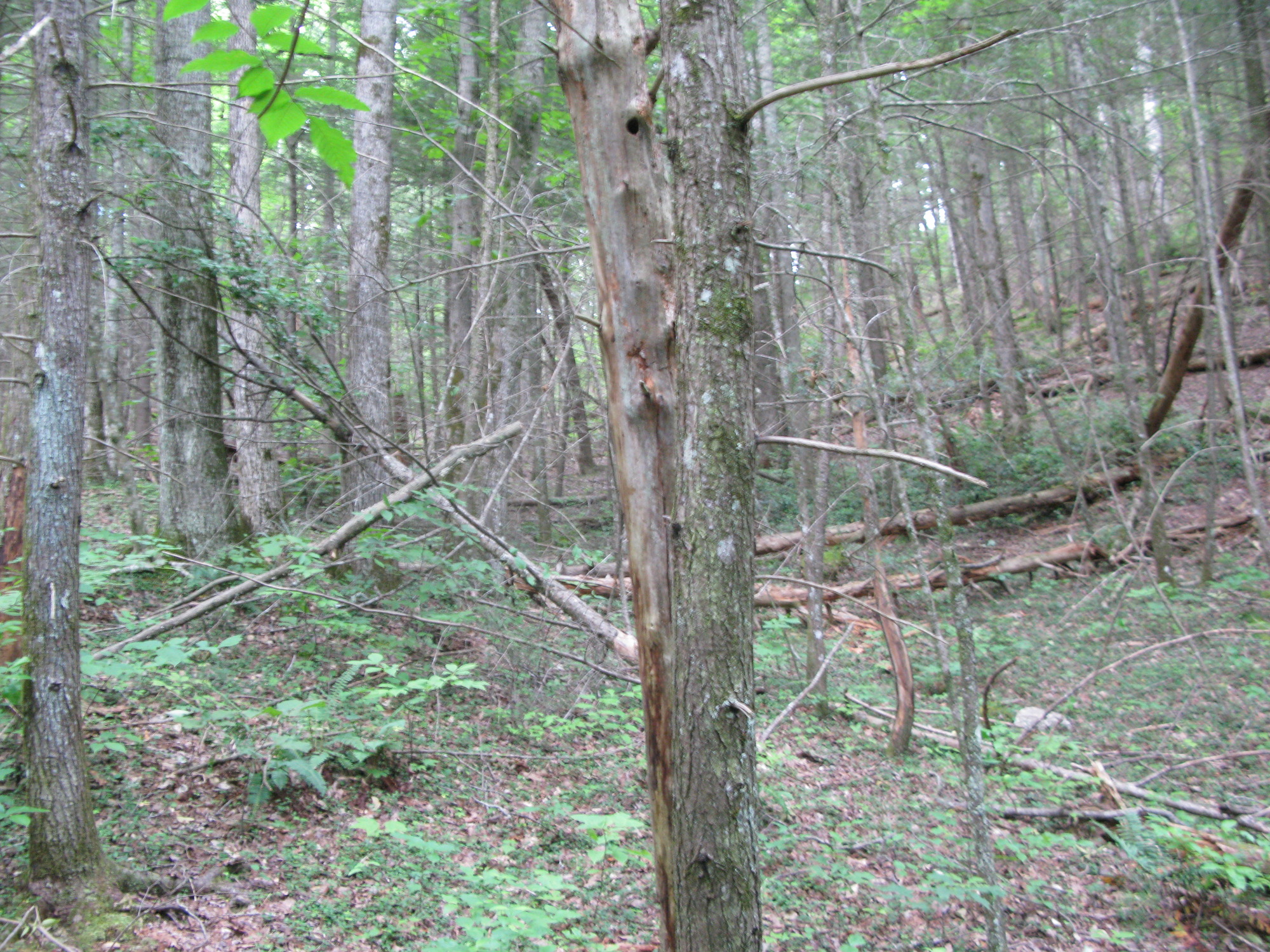 GRSM Accuracy Assessment. Plot Code: GRSM_AA_0923_3