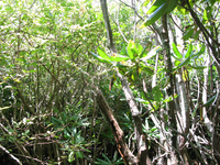 GRSM Accuracy Assessment. Plot Code: GRSM_AA_0568_6