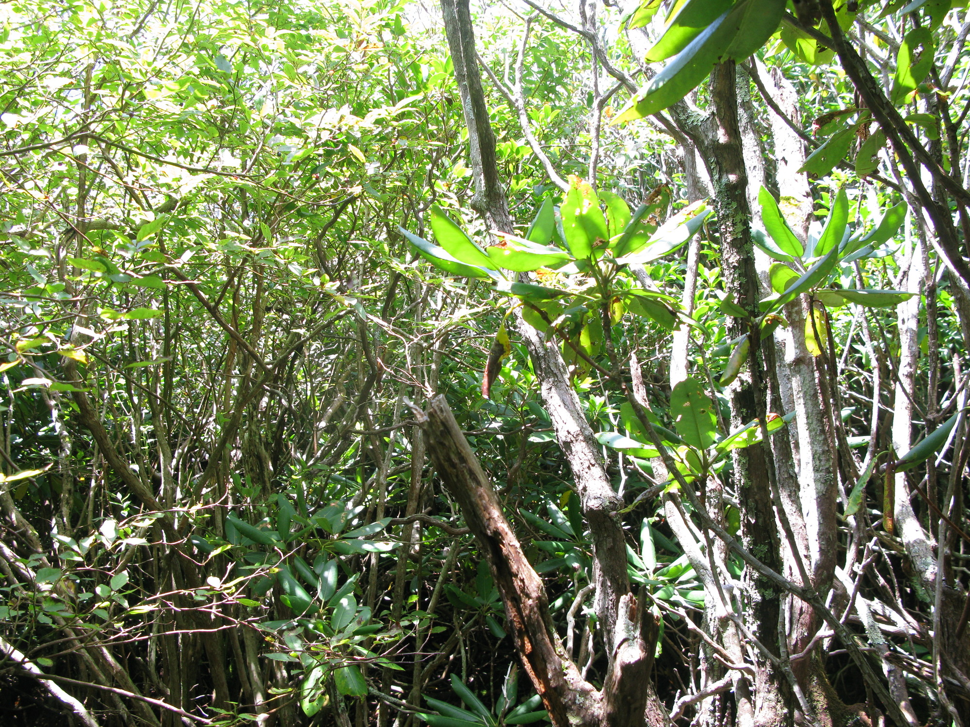 GRSM Accuracy Assessment. Plot Code: GRSM_AA_0568_6