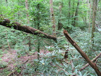 GRSM Accuracy Assessment. Plot Code: GRSM_AA_0723_3