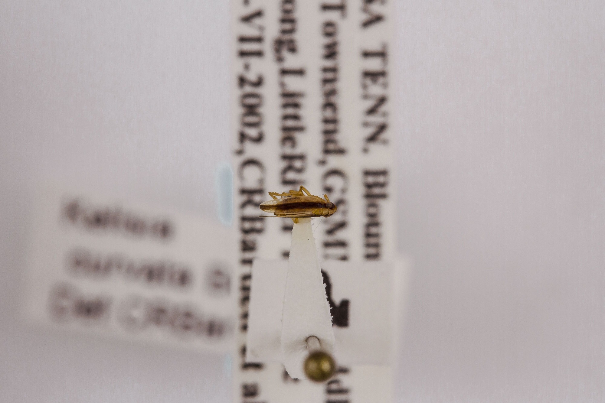 Image of Kelisia curvata, a species of Animalia