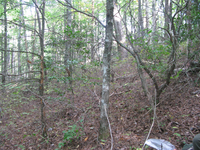 GRSM Accuracy Assessment. Plot Code: GRSM_AA_0451_2