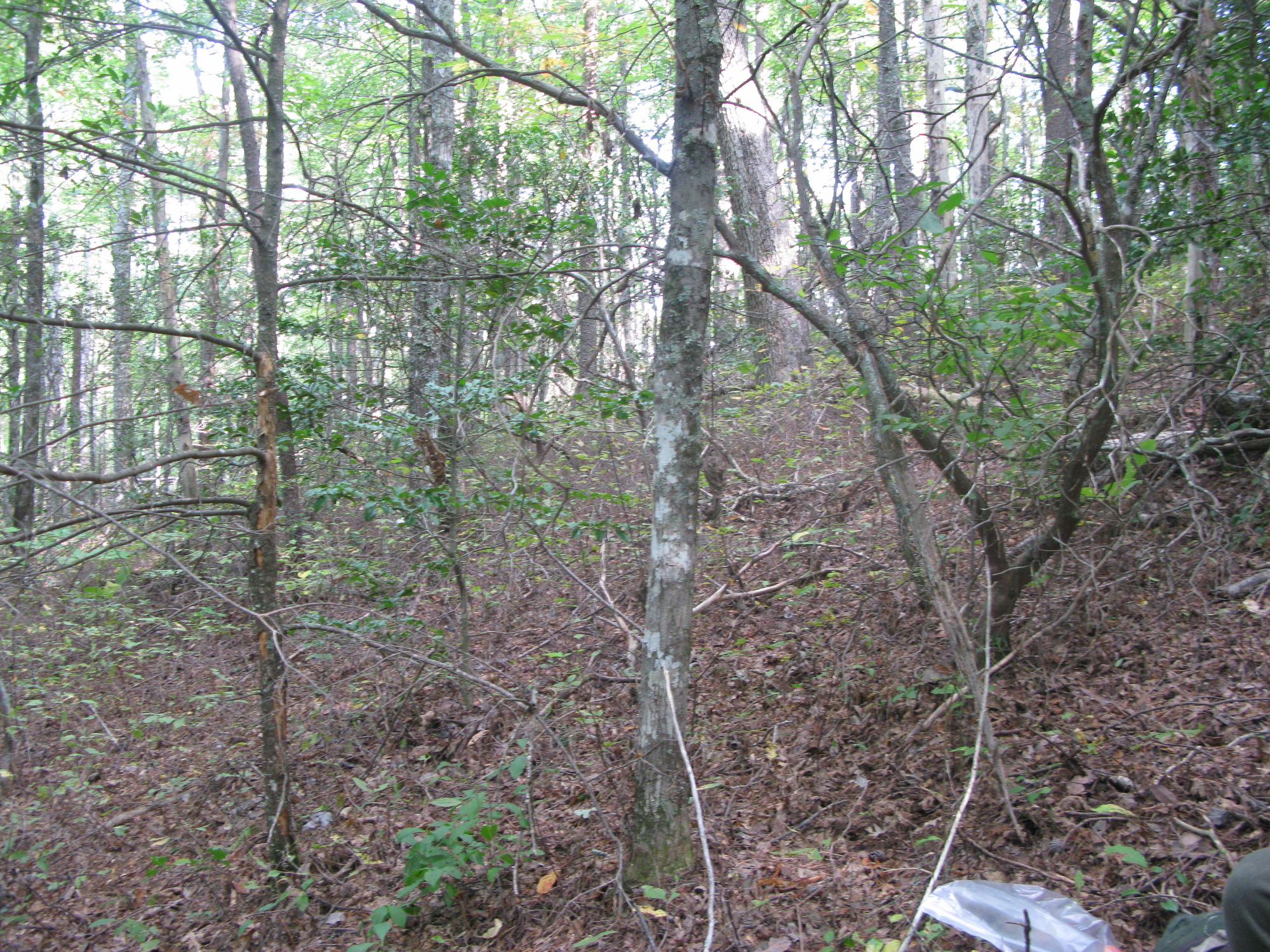 GRSM Accuracy Assessment. Plot Code: GRSM_AA_0451_2