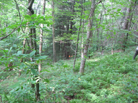 GRSM Accuracy Assessment. Plot Code: GRSM_AA_0019_6