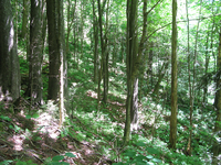 GRSM Accuracy Assessment. Plot Code: GRSM_AA_0750_4