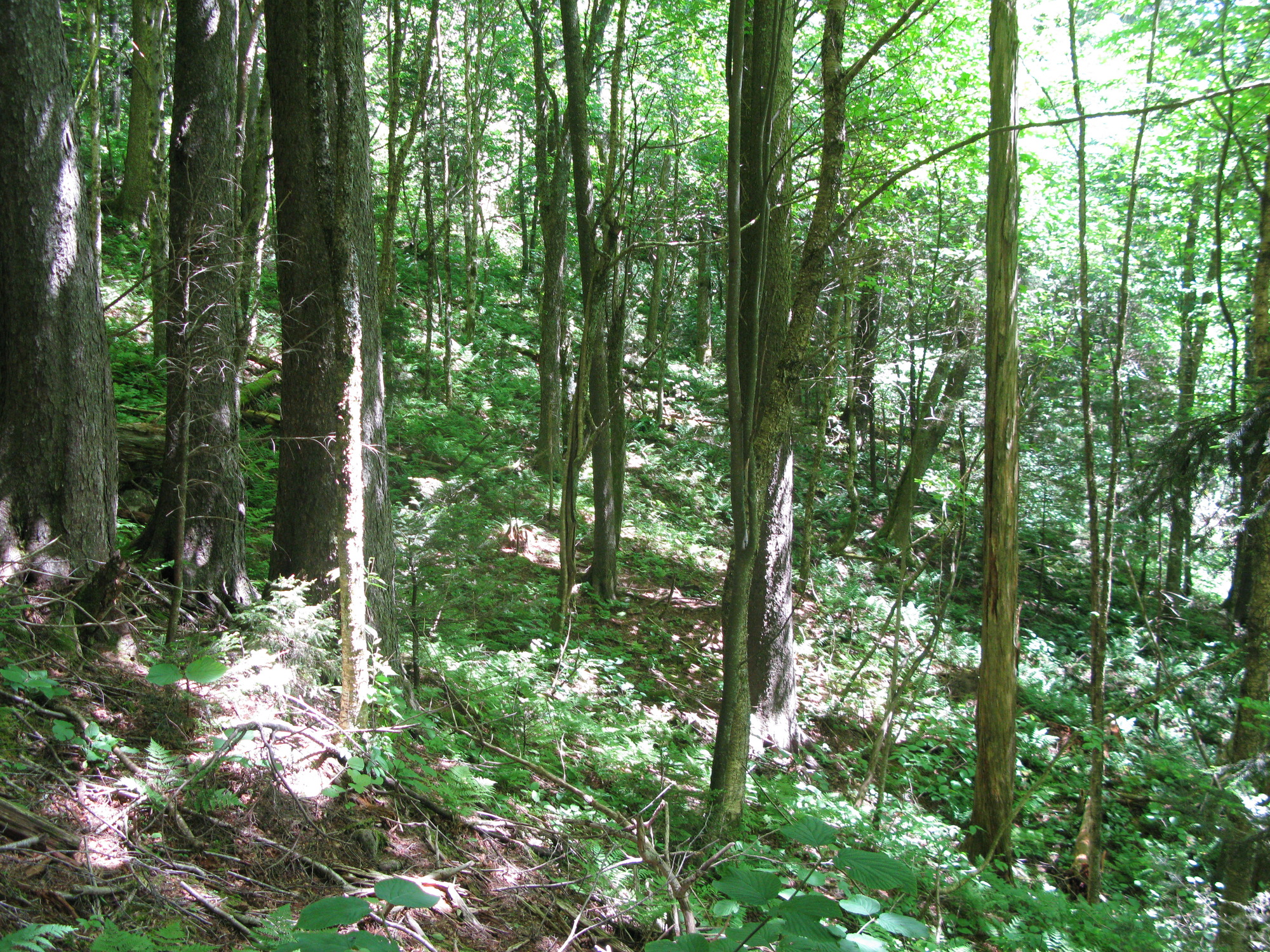 GRSM Accuracy Assessment. Plot Code: GRSM_AA_0750_4