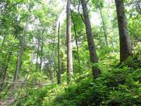 GRSM Accuracy Assessment. Plot Code: GRSM_AA_0974_3