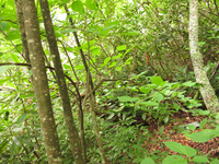 Plot Code: GRSM_AA_0453_5