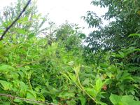 GRSM Accuracy Assessment. Plot Code: GRSM_AA_0839_6