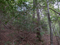 GRSM Accuracy Assessment. Plot Code: GRSM_AA_0915_6