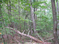 GRSM Accuracy Assessment. Plot Code: GRSM_AA_0951_5