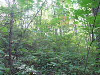 GRSM Accuracy Assessment. Plot Code: GRSM_AA_0675_4