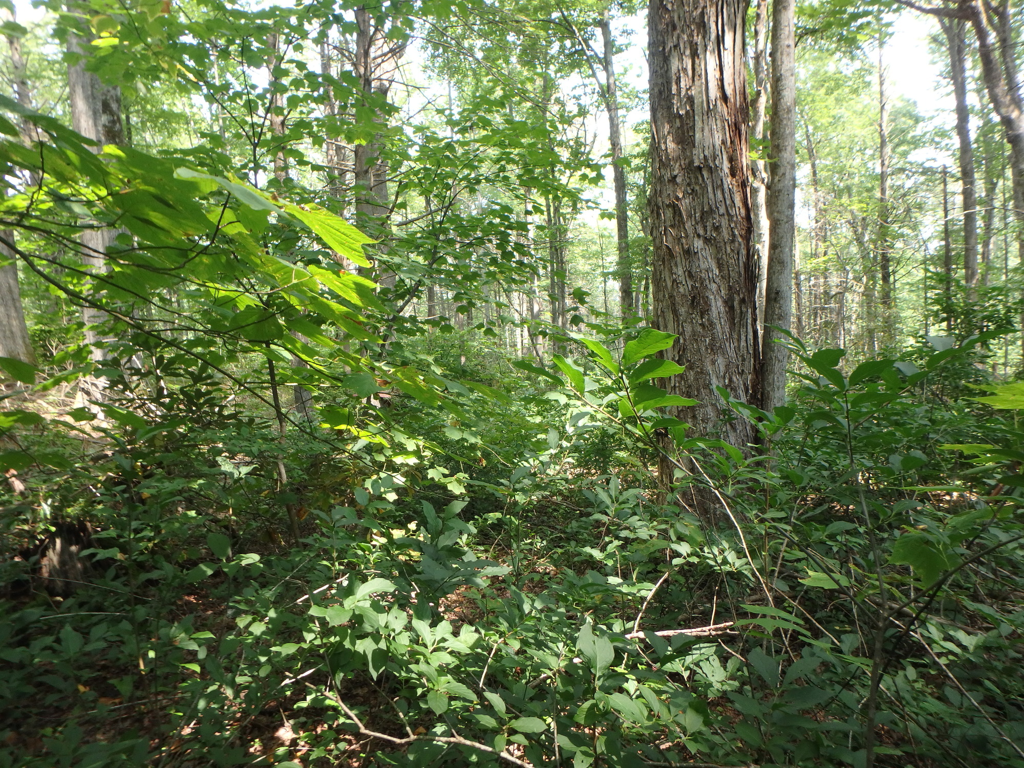 GRSM Accuracy Assessment. Plot Code: GRSM_AA_0282_6