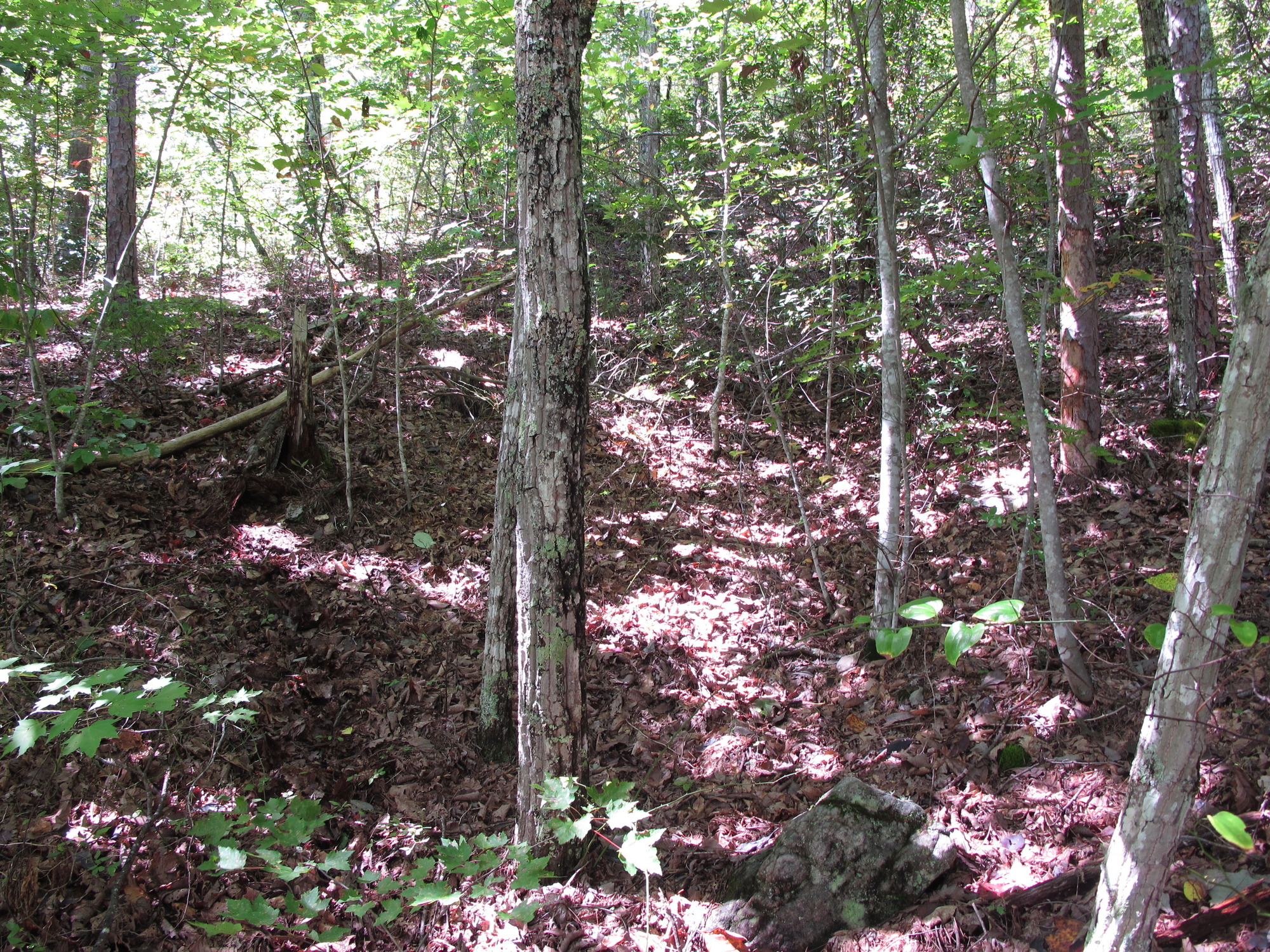 GRSM Accuracy Assessment. Plot Code: GRSM_AA_0460_5