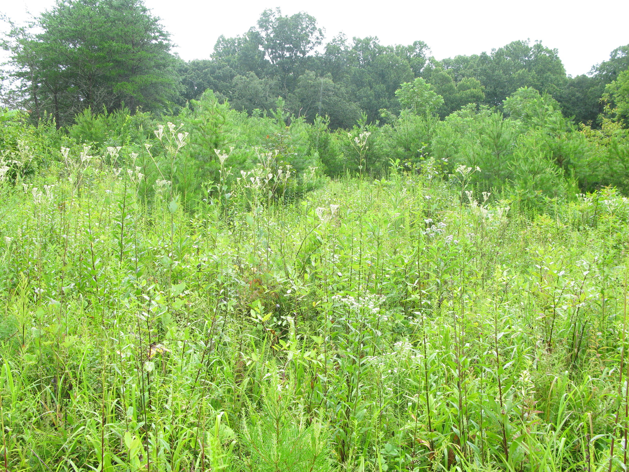 Plot Code: GRSM_AA_0653_3