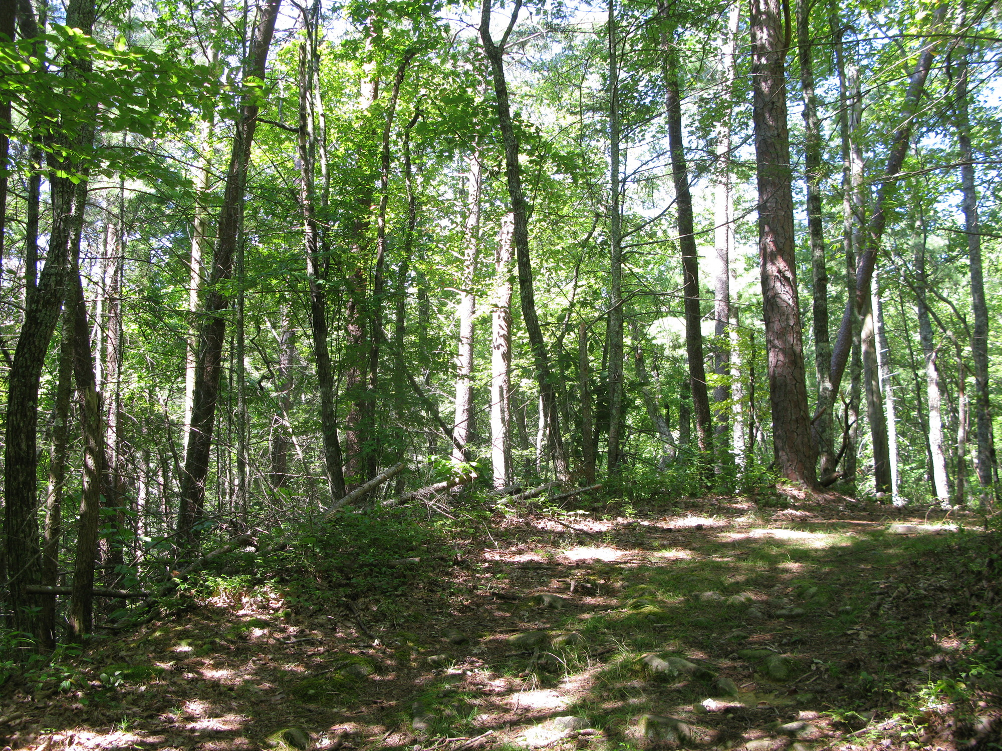 GRSM Accuracy Assessment. Plot Code: GRSM_AA_0868_5