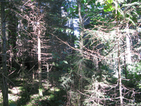 GRSM Accuracy Assessment. Plot Code: GRSM_AA_0899_5