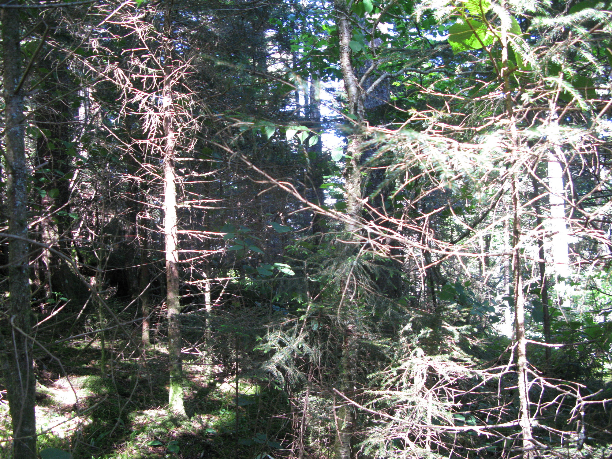 GRSM Accuracy Assessment. Plot Code: GRSM_AA_0899_5