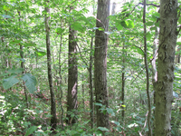 GRSM Accuracy Assessment. Plot Code: GRSM_AA_0891_3