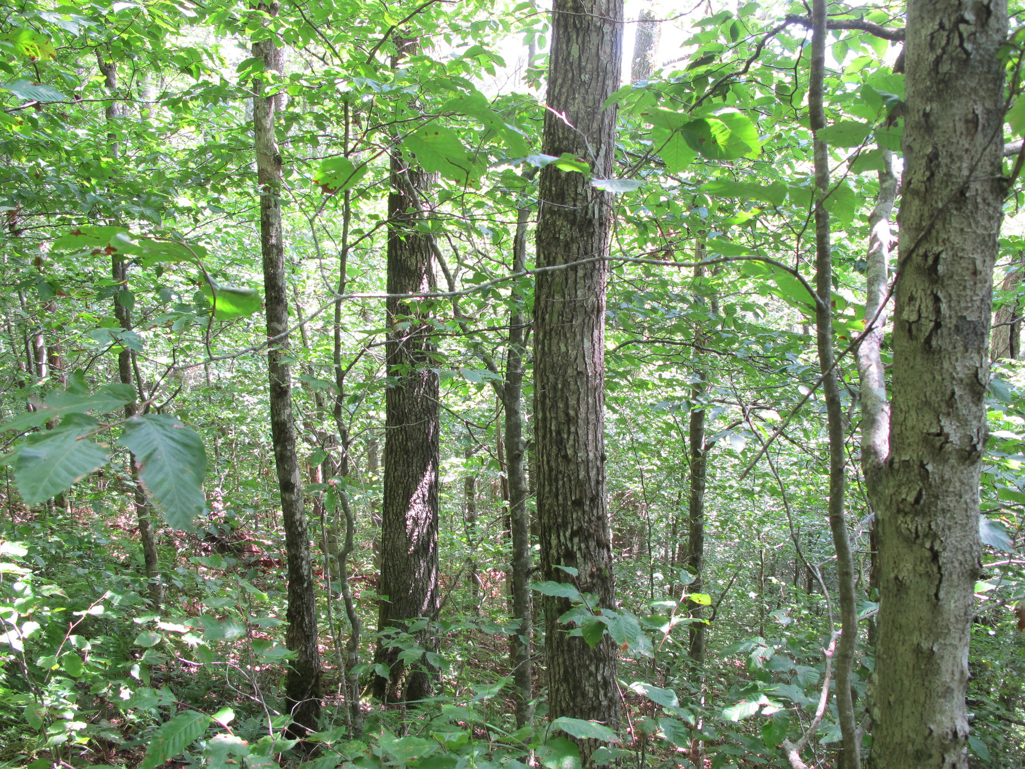 GRSM Accuracy Assessment. Plot Code: GRSM_AA_0891_3