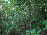 GRSM Accuracy Assessment. Plot Code: GRSM_AA_0917_2