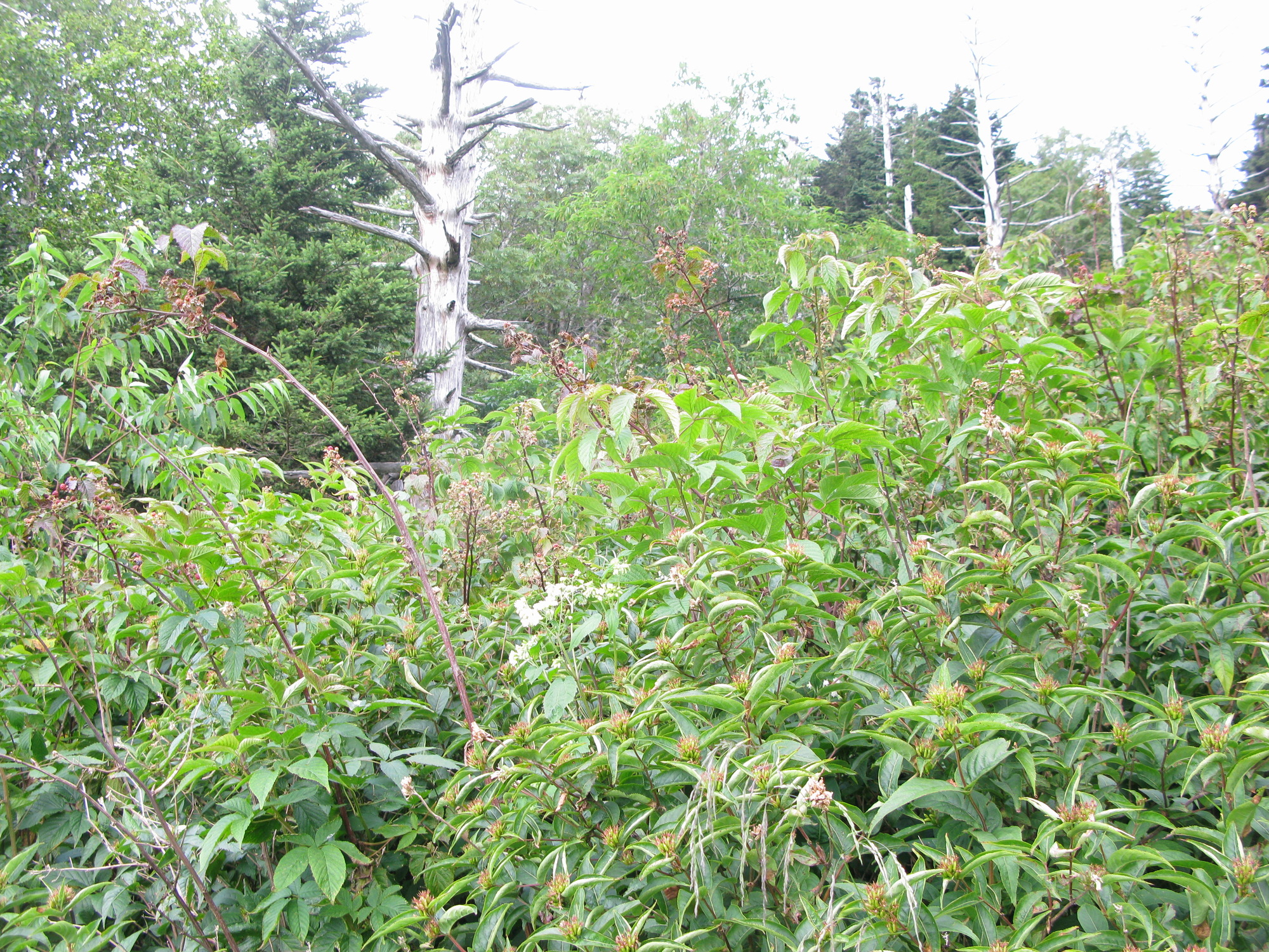 GRSM Accuracy Assessment. Plot Code: GRSM_AA_0747_3