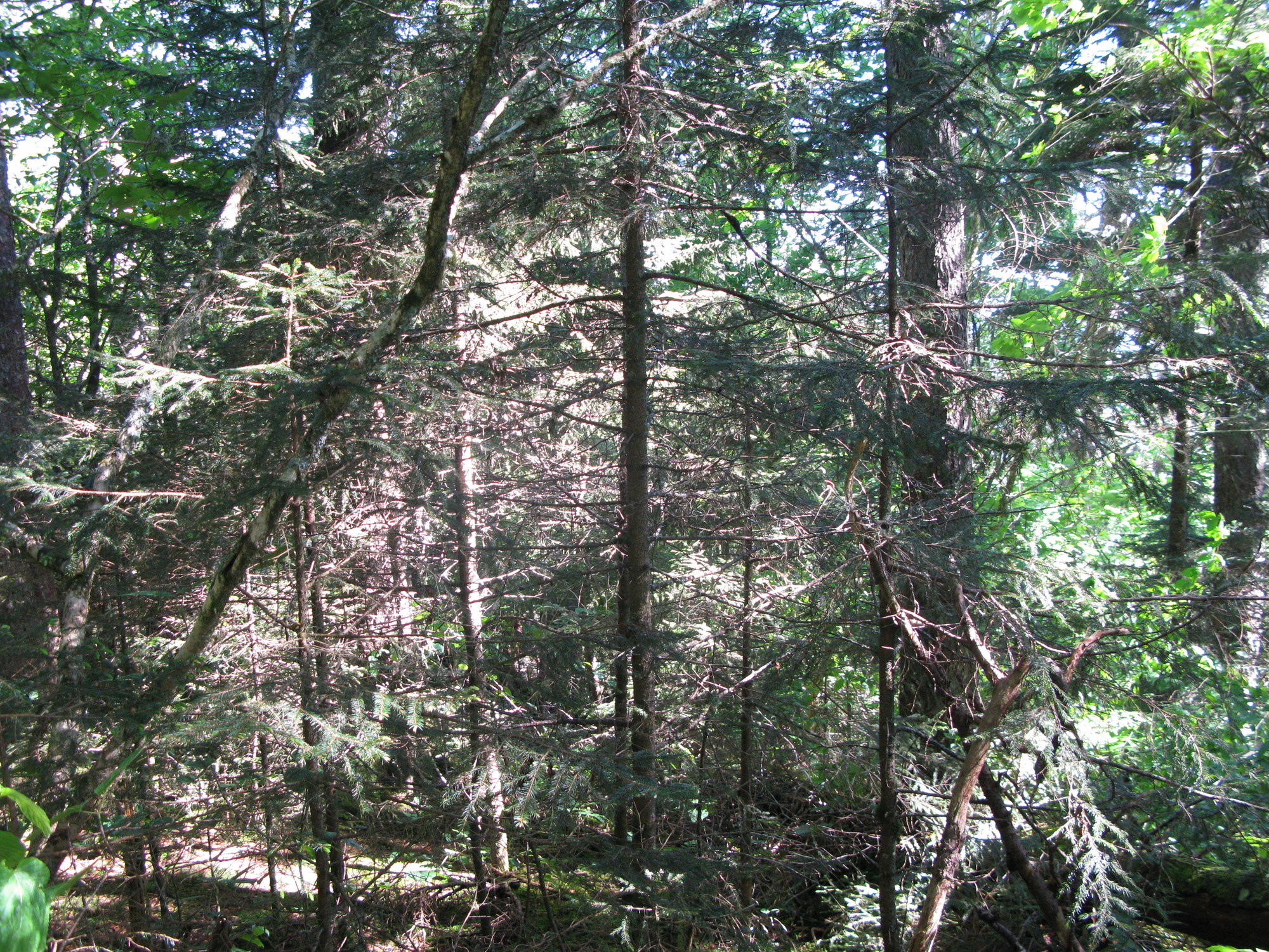 GRSM Accuracy Assessment. Plot Code: GRSM_AA_0899_2