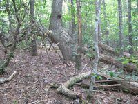 GRSM Accuracy Assessment. Plot Code: GRSM_AA_0451_3