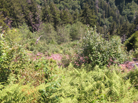 GRSM Accuracy Assessment. Plot Code: GRSM_AA_0116_4