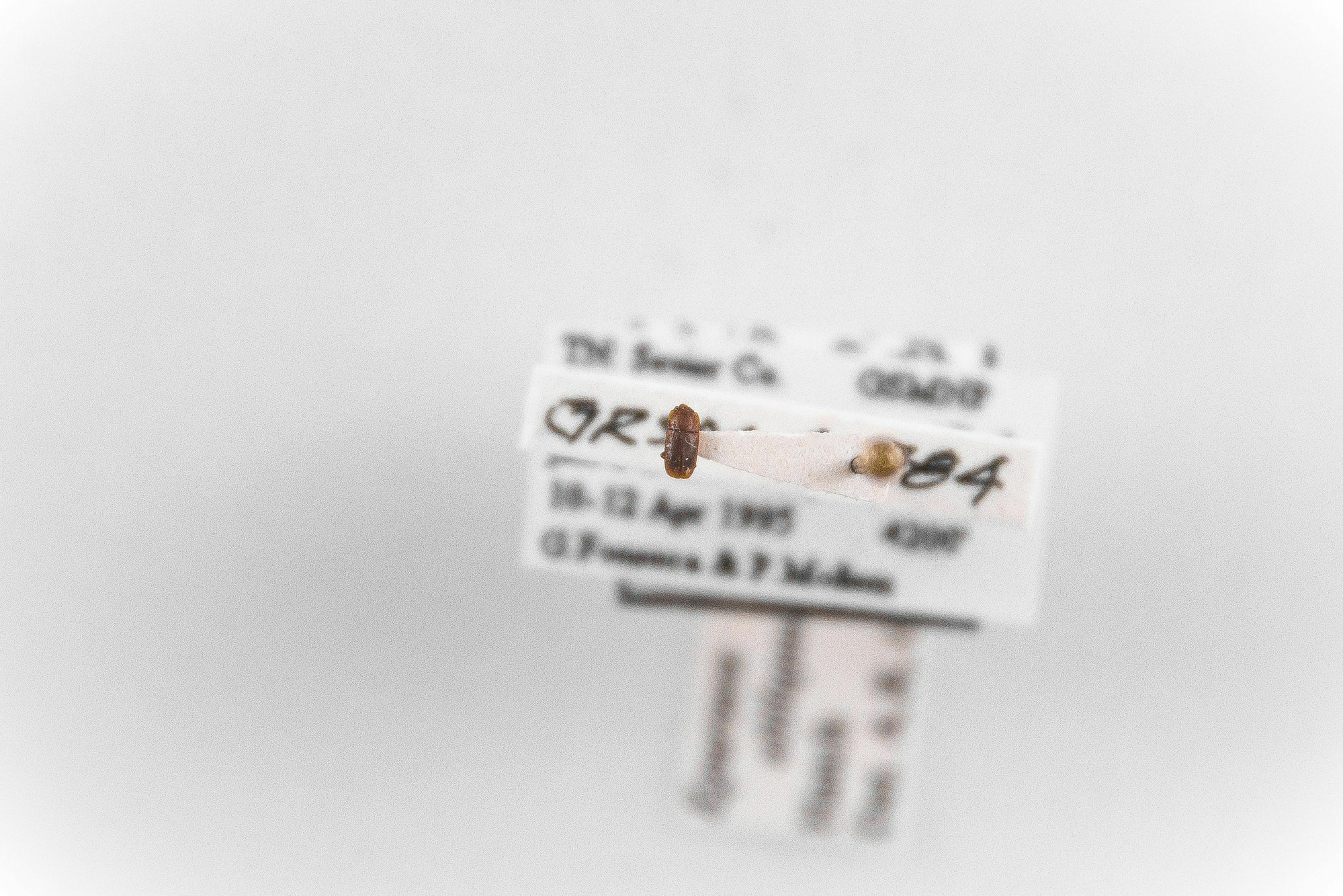 Image of Epuraea obliquus, a species of Animalia