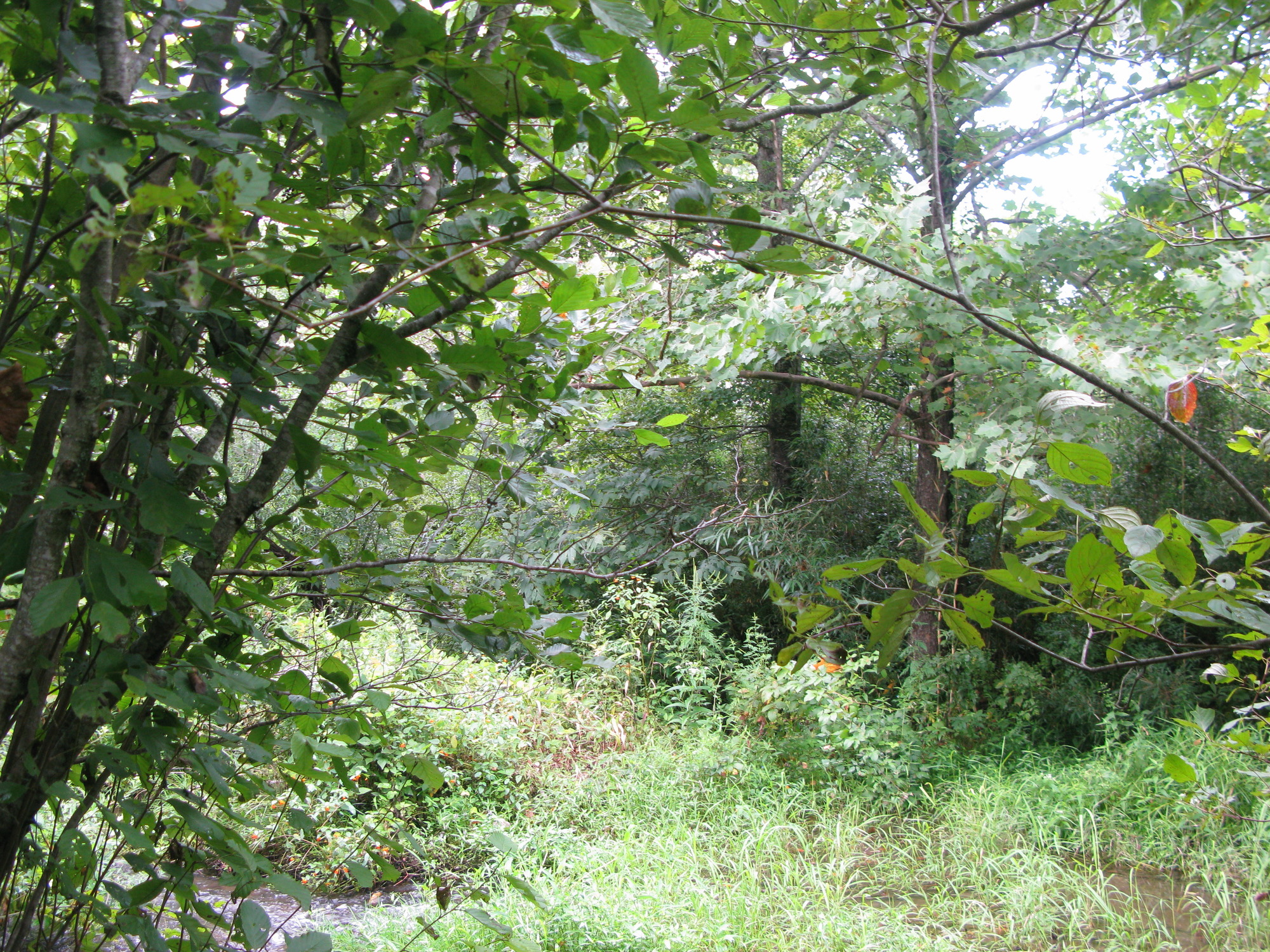 GRSM Accuracy Assessment. Plot Code: GRSM_AA_0510_6