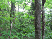 GRSM Accuracy Assessment. Plot Code: GRSM_AA_0816_2