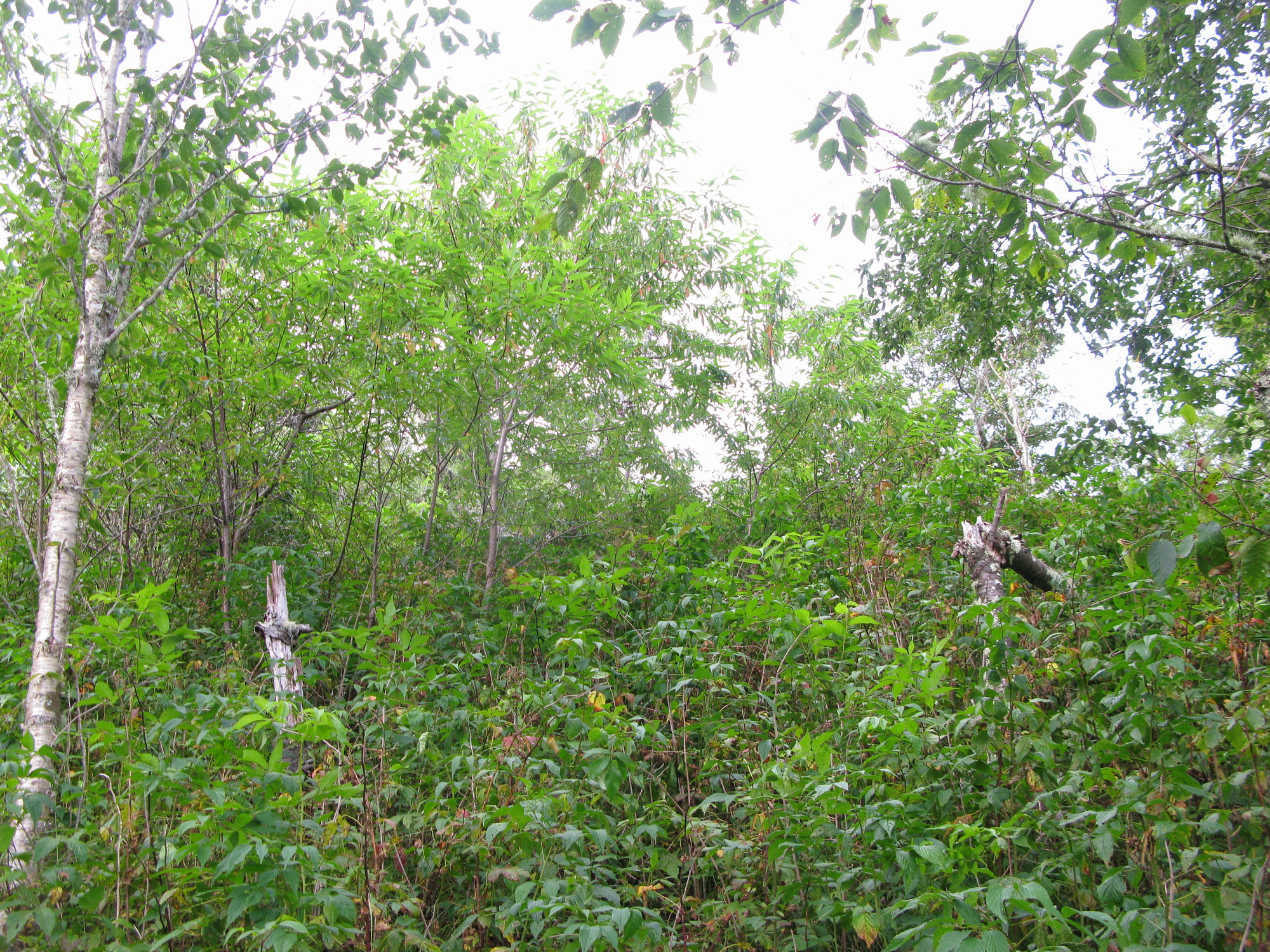 GRSM Accuracy Assessment. Plot Code: GRSM_AA_0970_2