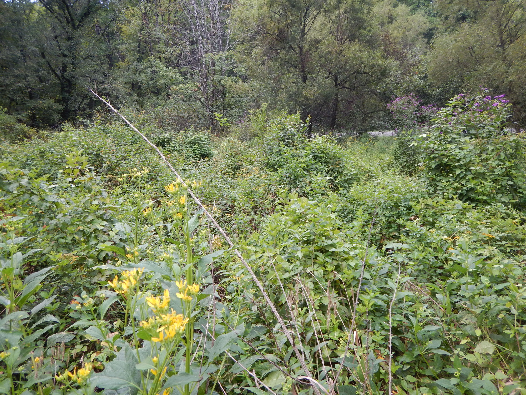 GRSM Accuracy Assessment. Plot Code: GRSM_AA_0479_5