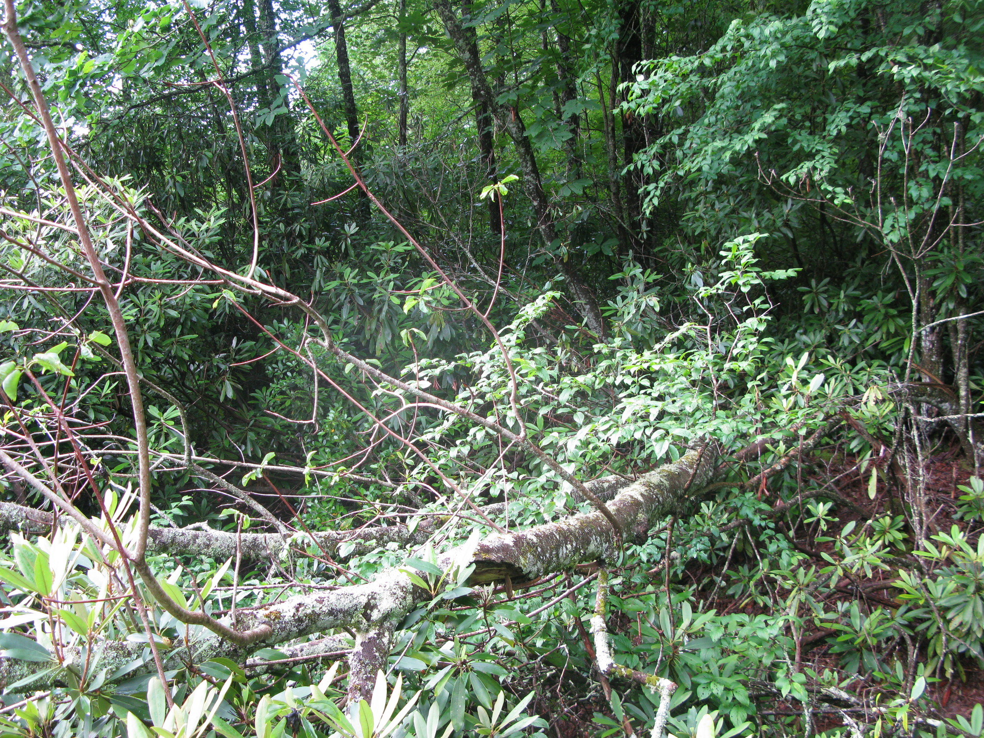 GRSM Accuracy Assessment. Plot Code: GRSM_AA_0740_4