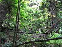 GRSM Accuracy Assessment. Plot Code: GRSM_AA_0944_6