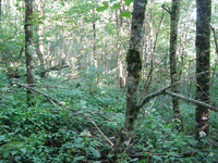 GRSM Accuracy Assessment. Plot Code: GRSM_AA_0252_6