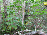 GRSM Accuracy Assessment. Plot Code: GRSM_AA_0631_6