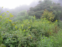 GRSM Accuracy Assessment. Plot Code: GRSM_AA_0104_6