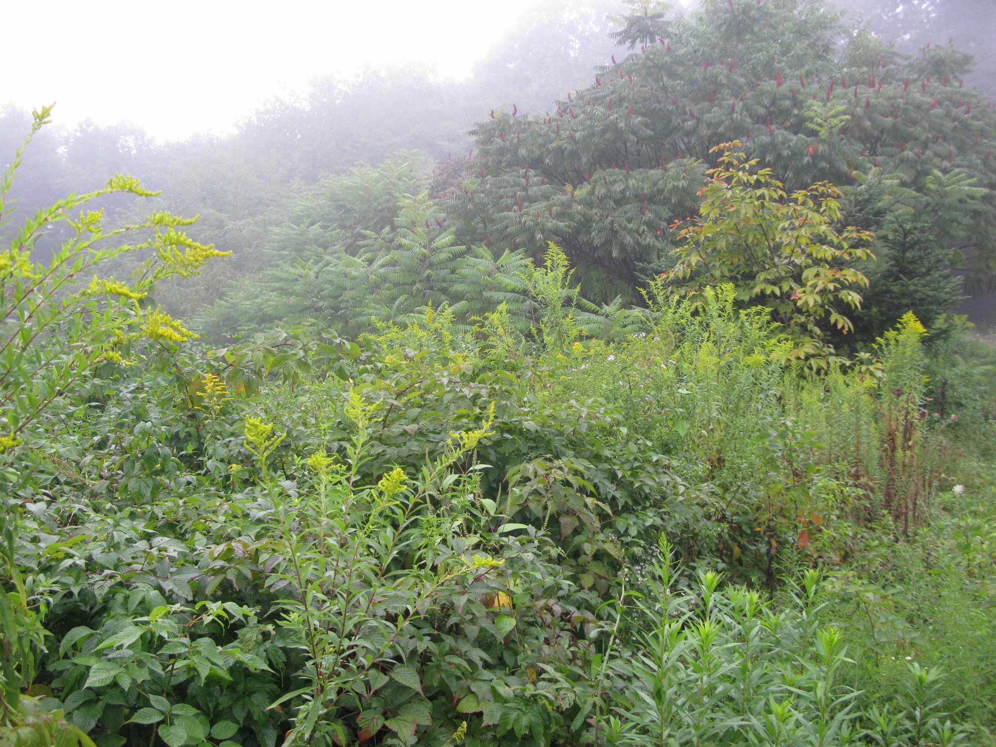 GRSM Accuracy Assessment. Plot Code: GRSM_AA_0104_6