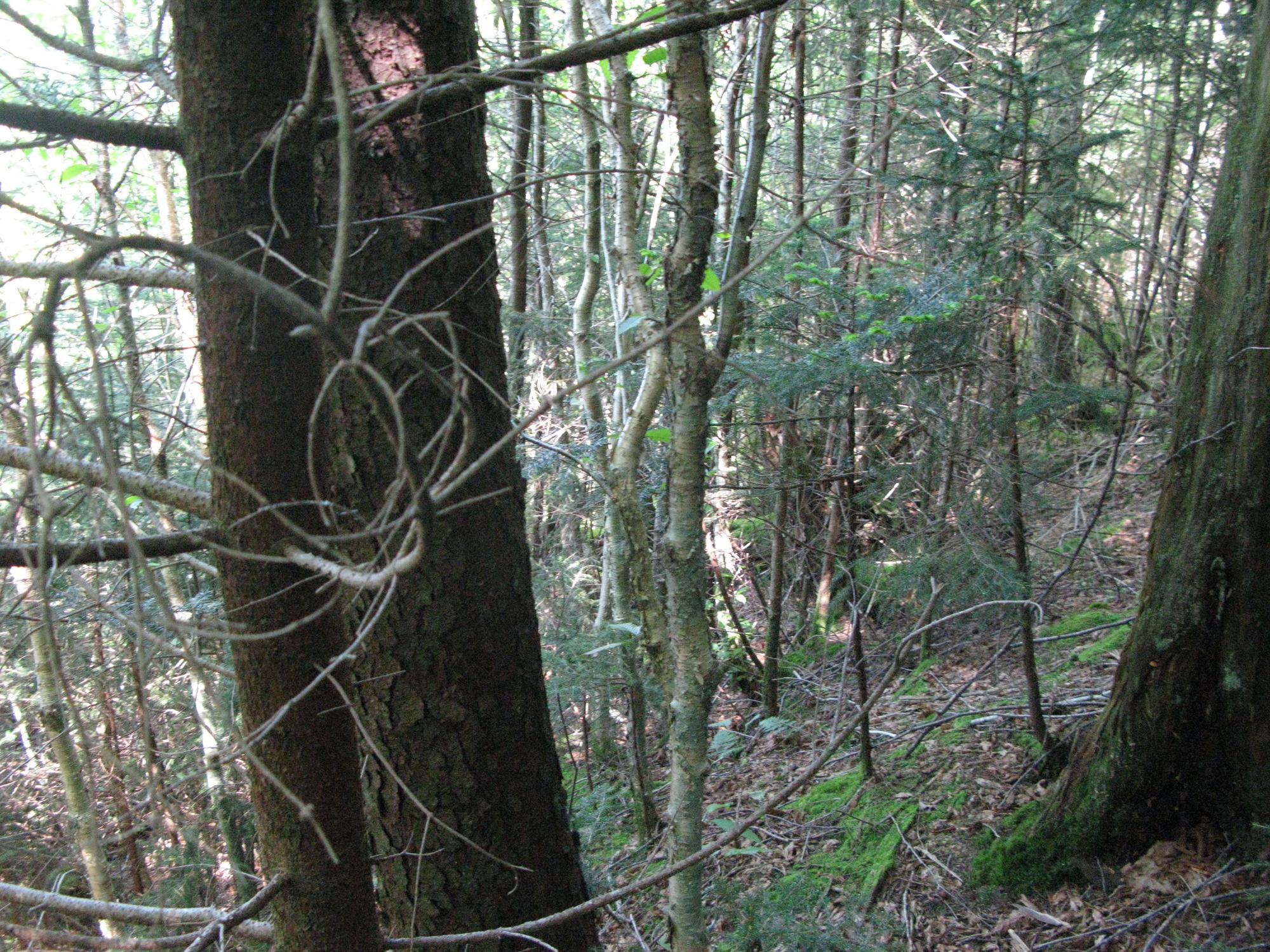 GRSM Accuracy Assessment. Plot Code: GRSM_AA_0493_5