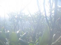 GRSM Accuracy Assessment. Plot Code: GRSM_AA_0677_6