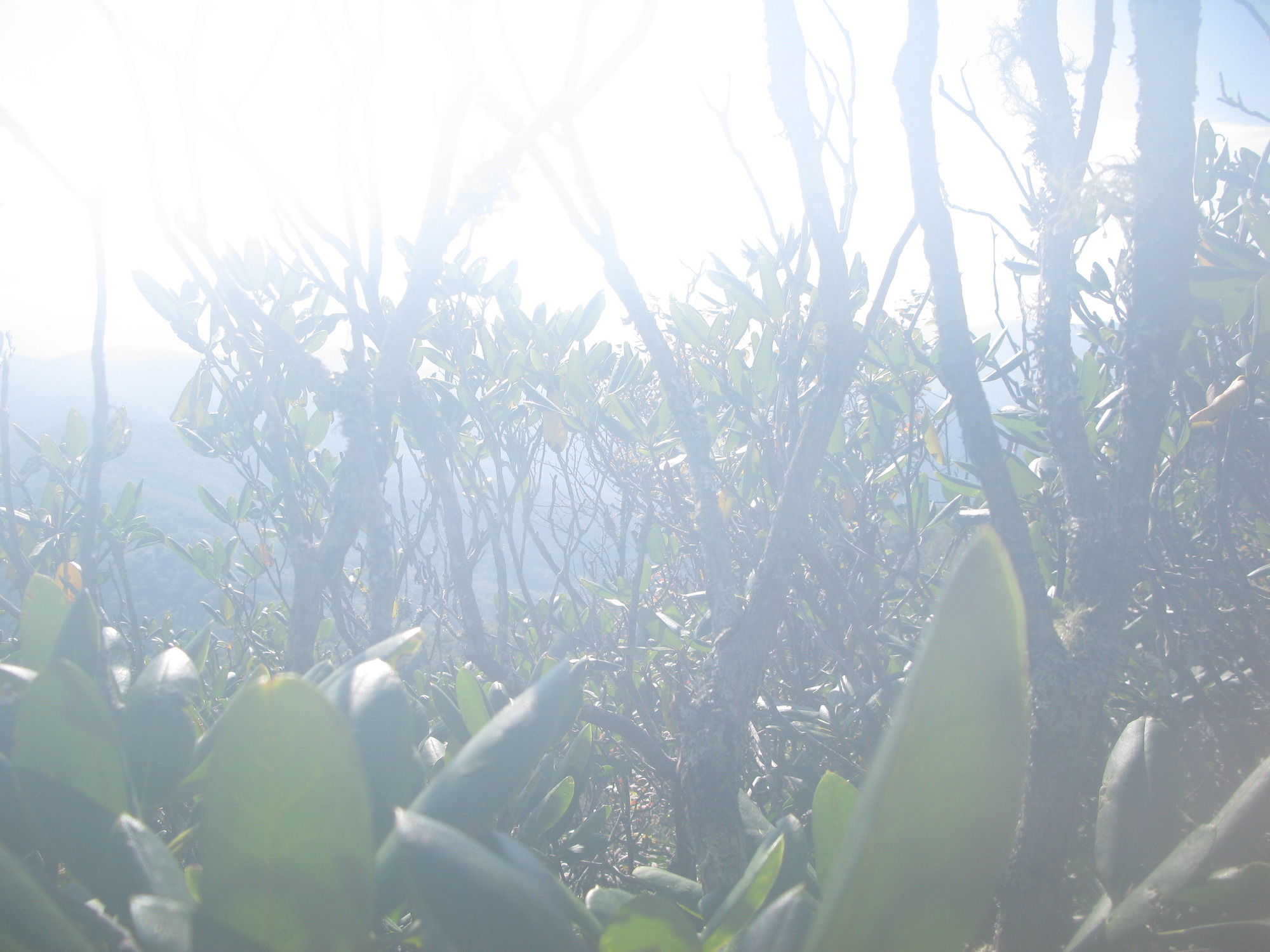 GRSM Accuracy Assessment. Plot Code: GRSM_AA_0677_6