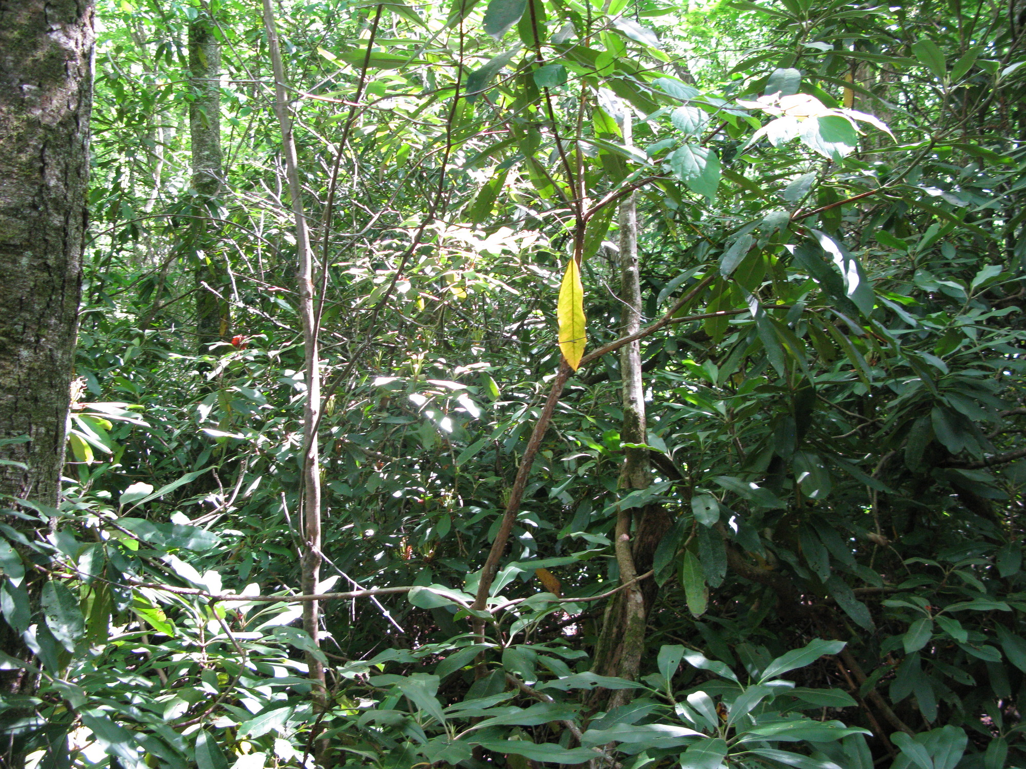 GRSM Accuracy Assessment. Plot Code: GRSM_AA_0198_4