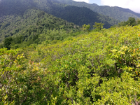 Plot Code: GRSM_AA_0389_6