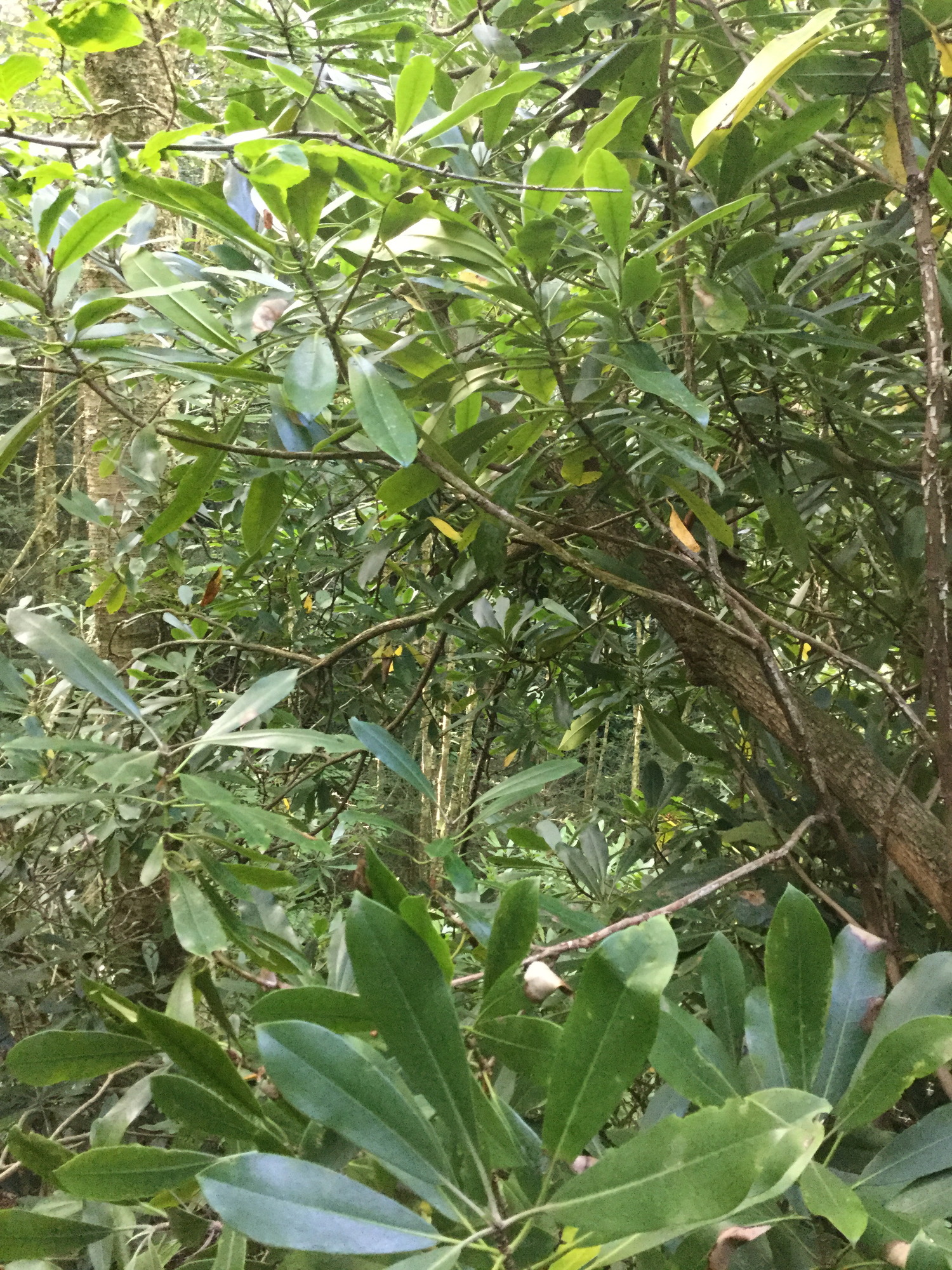 GRSM Accuracy Assessment. Plot Code: GRSM_AA_0278_4